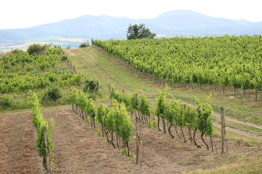 Tokaj vineyard