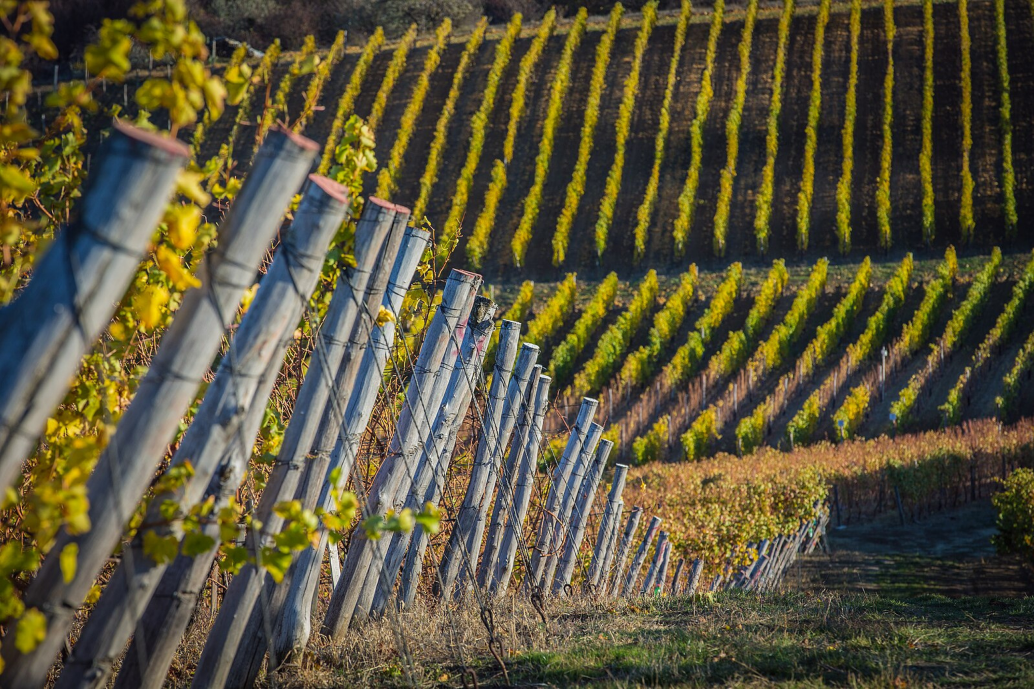 Vineyard in Moldova