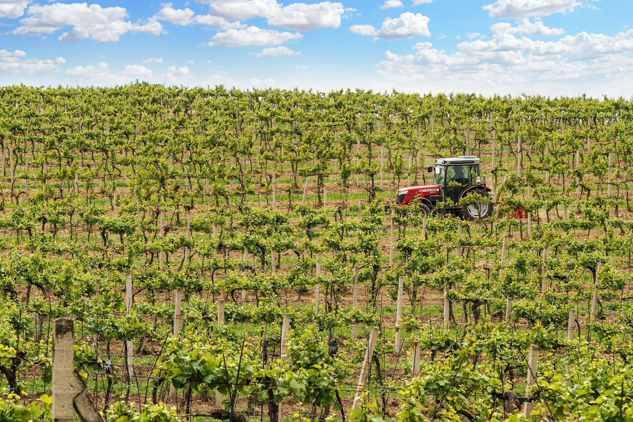 red tractor driving through a vineyard in Codru